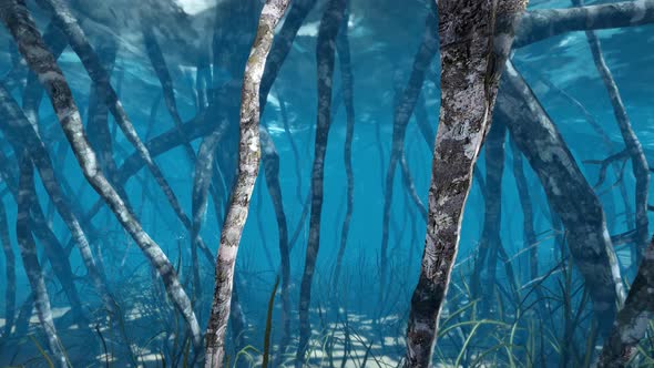 Mangrove Underwater Ecosystem