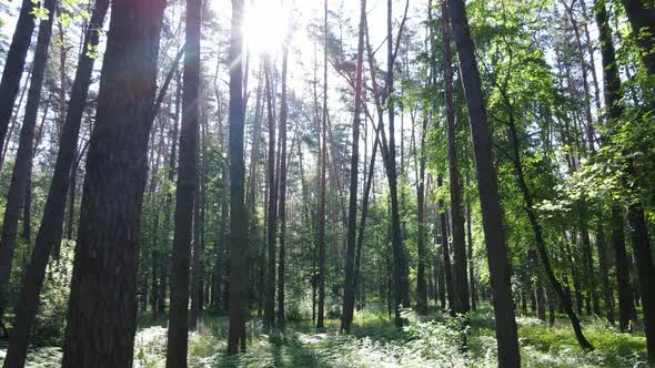 Trees in the Forest By Summer Day