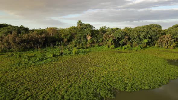 Aerial dolly right of vegetation and floating plants in Costanera Sur ecological reserve, Buenos Air