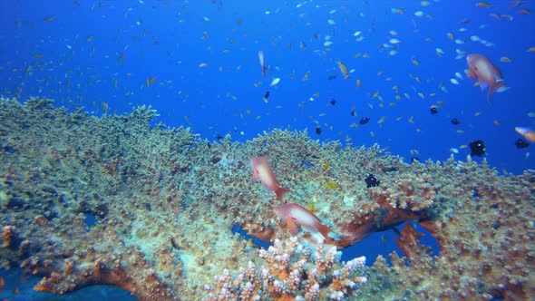 Underwater Fish on Vibrant Coral Garden