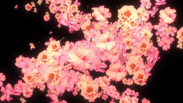 Flower Bloom Flying Camera alt