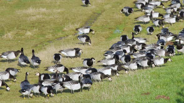 Flock of barnacle geese grazing in a field at Caerlaverock wetland centre South West Scotland.