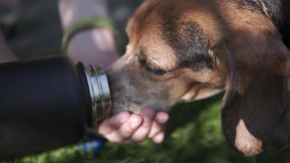 Beagle dog drinking from young womans hand and bottle during walk on trail