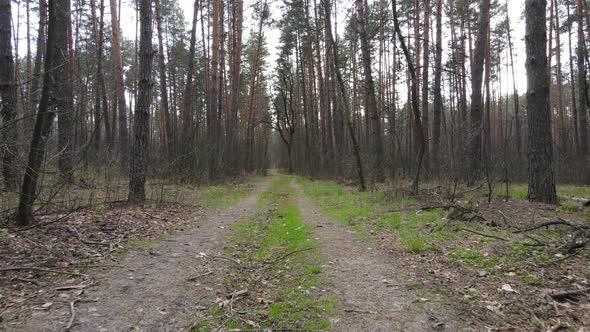 Road in the Forest During the Day Slow Motion