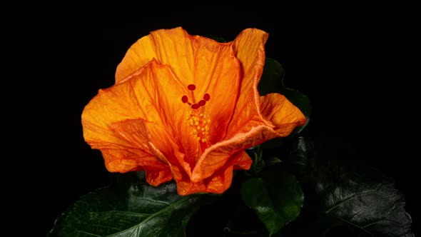 Orange Hibiscus Open Big Flower in Time Lapse. Blooming Neon Red Plant on a Black Background