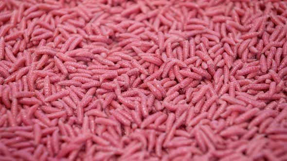 Red Worms for Fishing. Bait and Fish Food