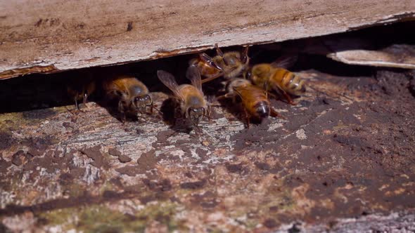 Bees entering a bee hive at a farm