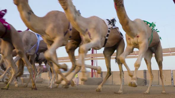Camel race in slow motion. camel running. DOHA. Qatar. Camel in desert in Abu Dhabi