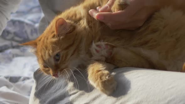 Woman Is Stroking Cute Ginger Cat in Bed. Fluffy Pet Purring with Pleasure. Mornng Bedtime in Cozy