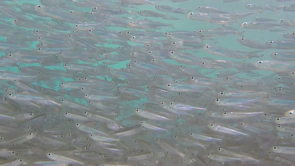 School of Hardyhead Silverside