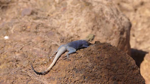 Agama on a rock in Senegal