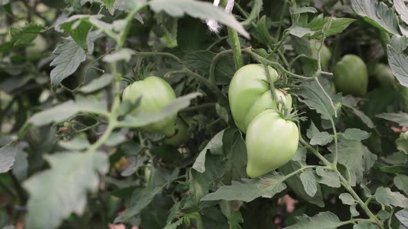 Young Green Tomatoes Hang on a Branch in the Greenhouse