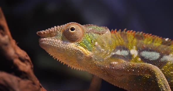 Panther Chameleon, furcifer pardalis, Adult standing on Branch, Madagascar, Slow motion 4K