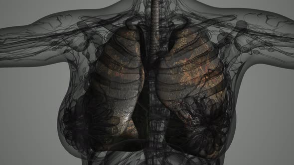Science Anatomy Scan of Human Lungs