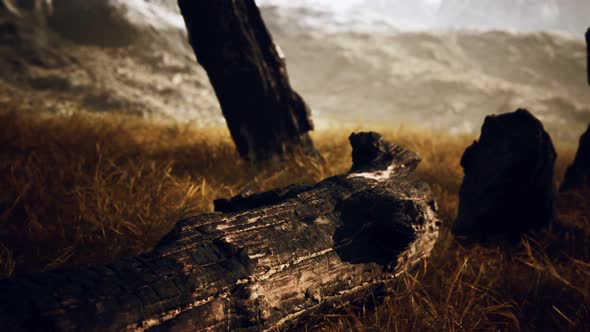 Burnt Tree Logs After Forest Fire