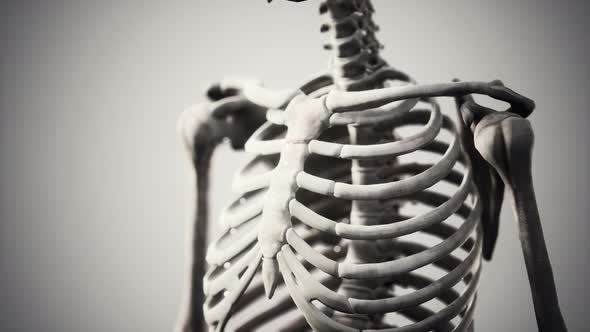 Full Human Skeleton Standing