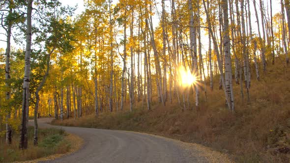 Sun bursting through aspen tree forest over windy path in Fall