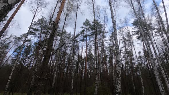 Birch Forest with Birches in the Afternoon