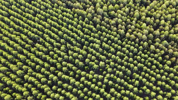 Flying over an eucalyptus forest in the afternoon in Uruguay