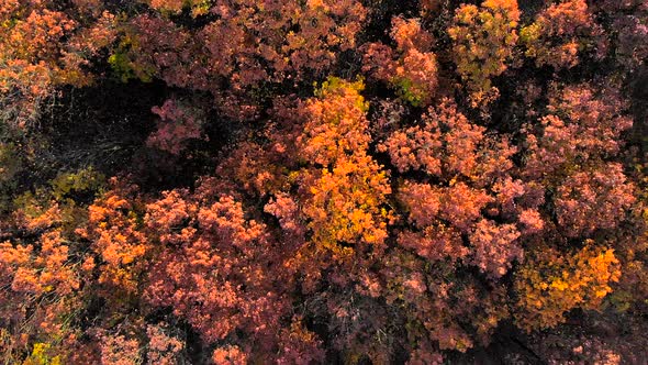 Looking Down on Amazingly Beautiful Autumn Colors,forests,trees, Aerial Drone Flyover View.