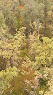 Vertical Video Forest with Trees in the Fall