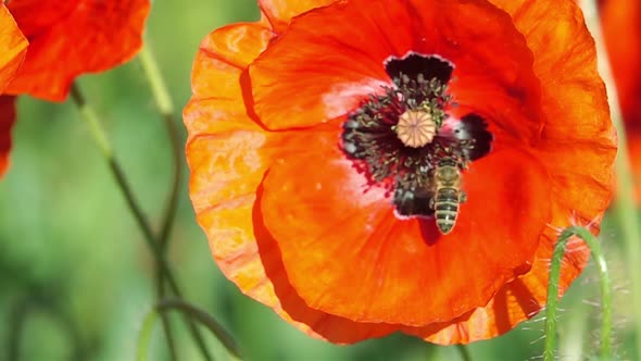 Bee Flying and Pollinating Poppy Flower