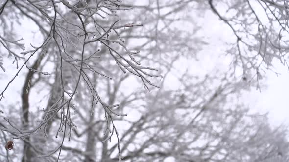 A look up into a winter forest