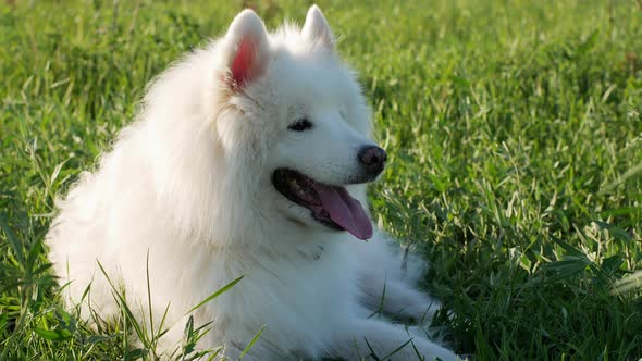 A beautiful white Samoyed dog lies on the green grass. Dog at sunset. Samoyed Laika close-up.