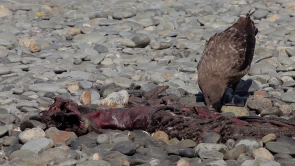 Skua Picks at Seal Carcass