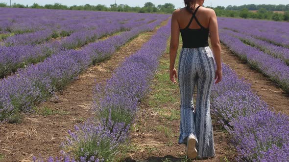 A sexy woman walks along a lavender field in rows of blooming lavender Provence France.