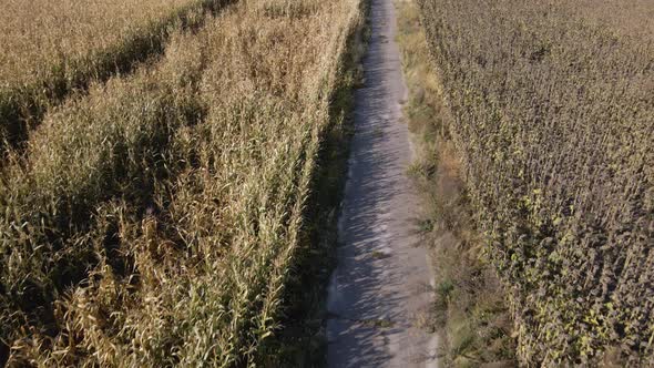 Aerial view, drone view of dry ripe field corn, success in farming