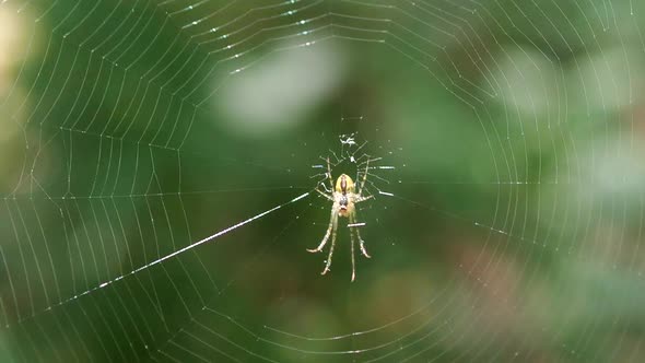 Well-lit by the sun, small spider with long legs in the center of the spider silk. Shooting macro.