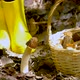 Verpa bohemica in the spring forest. A girl cuts a mushroom with a special camping knife - VideoHive Item for Sale