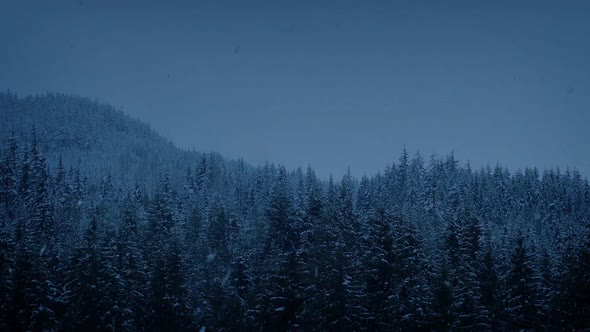 Snowfall In Mountain Forest At Dusk