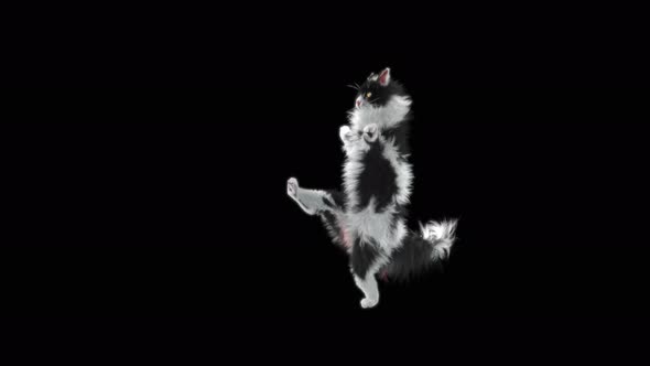 Cat Dancing 4KHive