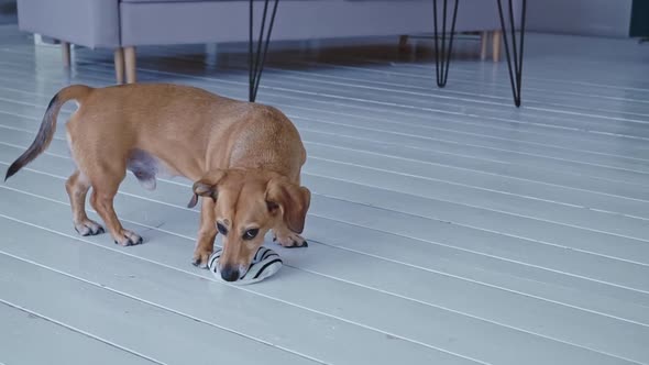 Small Brown Dog with Big Ears Plays with Soft Toy Ring in Bedroom at Home Medium Shot Slow Motion