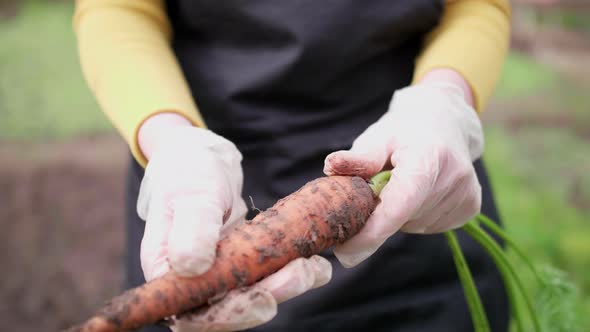 The Farmer is Holding Carrots Hands