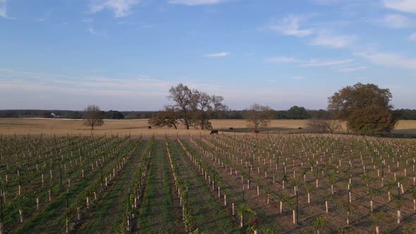 Drone footage over Fredricksburg, Texas Wine Vineyard