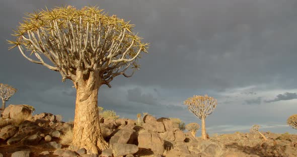 Rain clouds are floating over the beautiful quiver tree forest, fast motion, 4k