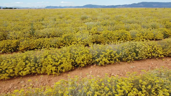 Helichrysum Italicum or curry plant yellow flowers agriculture cultivation aerial view