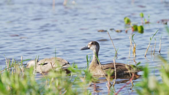 couple of Brazilian teal or Ananai ducks, Amazonetta brasiliensis, on a pond in the wetlands