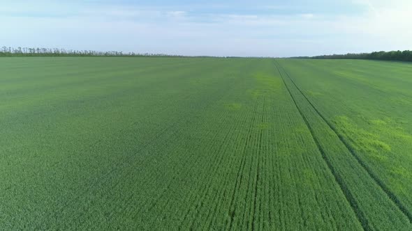 Flying Up Over Green Agriculture Fields in Spring