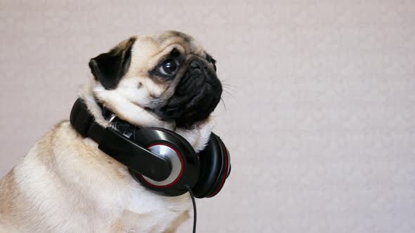 Portrait of Funny Pug Dog Listening Music with Big Headphones