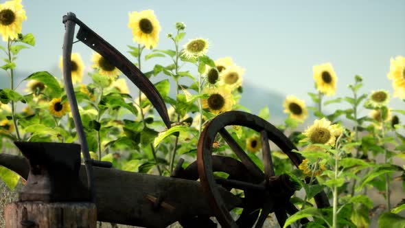 Old Vintage Style Scythe and Sunflower Field