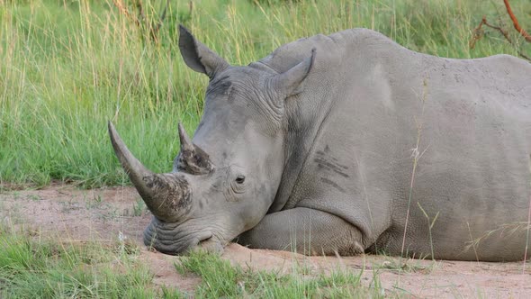 Close Up Of A White Rhinoceros Resting