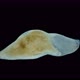 Flatworm Plagiostomum Lemani Under the Microscope Class Turbellaria - VideoHive Item for Sale