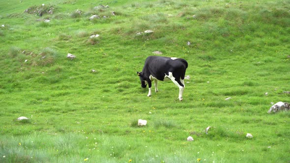 Cow Walks in the Pasture and Eats Green Grass