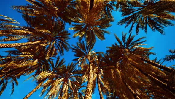 Tropical Palm Trees From Below