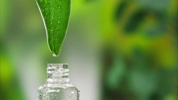 Dripping Leaf Juice Into Bottle Closeup Plant Oil