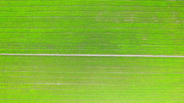 4K Aerial view of agriculture in rice fields for cultivation